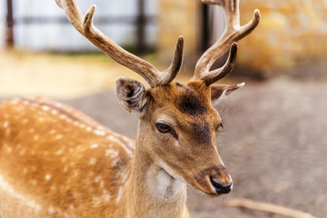 Deer hunting in the paddock on a farm being treated. Family of d