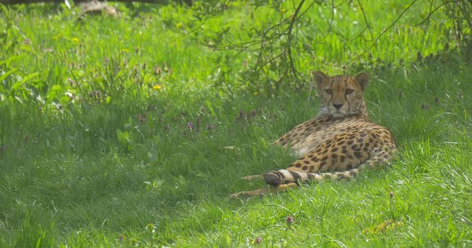 African Leopard Lying and Having a Zoo Rest