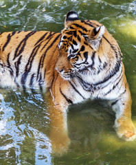 Fototapeta na wymiar Ussuri Bengal tiger in a cage zoo created natural habitat. Wild