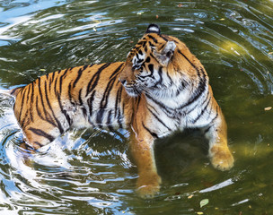 Fototapeta na wymiar Ussuri Bengal tiger in a cage zoo created natural habitat. Wild