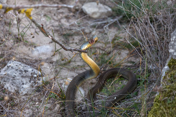 Yellow-bellied snake basking in the sun in a stone crack. The bi