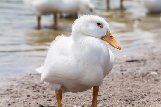 Real white duck in a farm with pond