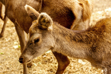 The deer in the pen on the farm, herd of deer resting in yellow