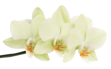 Fototapeta na wymiar Bright yellow orchid