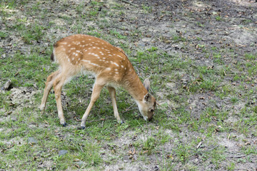 Doe with white spots.