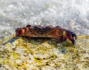 European green crab. Crab surrounded by seaweed. Sea wave floode
