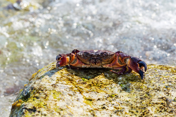 Obraz na płótnie Canvas European green crab. Crab surrounded by seaweed. Sea wave floode