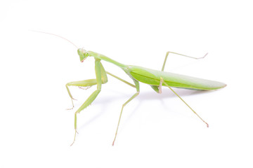 Green mantis isolated on a white background 