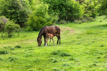 Domestic horse grazing in a mountain valley in the pasture on a