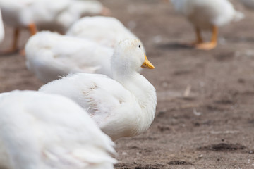 Real white duck in a farm with pond
