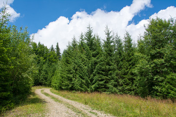 Fototapeta na wymiar Roar among pine trees into forest