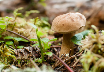 Brown mushroom in the forest