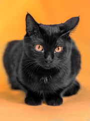 Beautiful black cat in studio on yellow and red colored backgrou