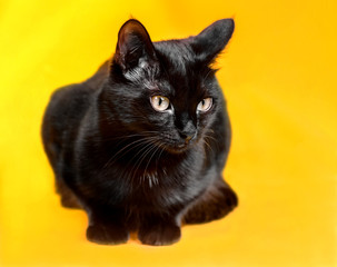 Beautiful black cat in studio on yellow and red colored backgrou