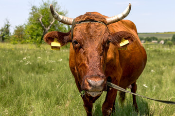 Portrait of a beautiful adult cows that grazed on a summer pastu