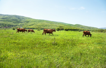 Fototapeta na wymiar A herd of cows grazing on summer pastures in a mountain valley o