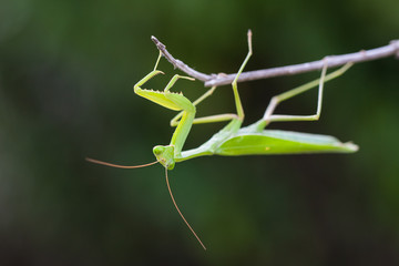 Praying Mantis against green background 