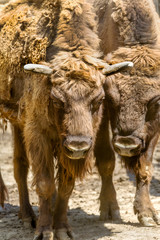 Wild America Bison - a huge pair of mature bulls in the summer d