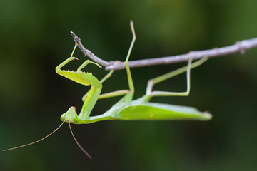 Praying Mantis against green background 