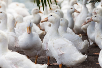 Real white duck in a farm with pond
