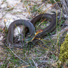 Yellow-bellied snake basking in the sun in a stone crack. The bi