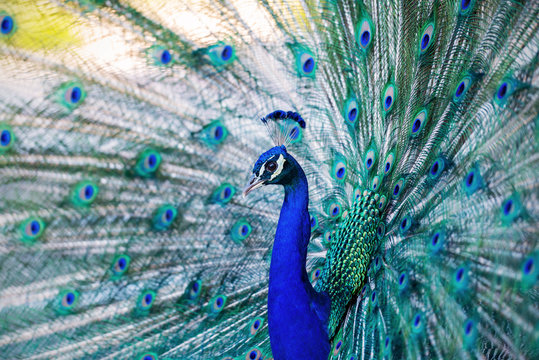 Beautiful blue peacock in a public park in Madrid