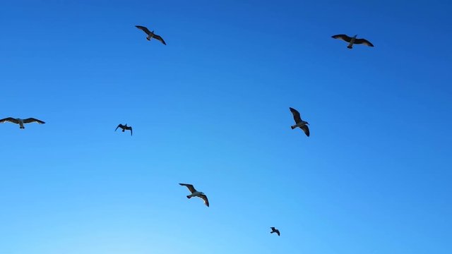 Seagulls Flying In Clear Blue Sky