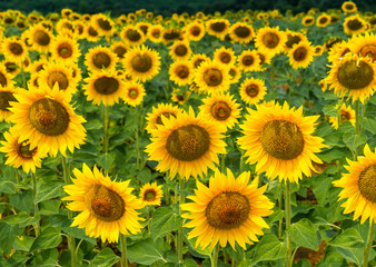 Field of blooming sunflowers on a background sky