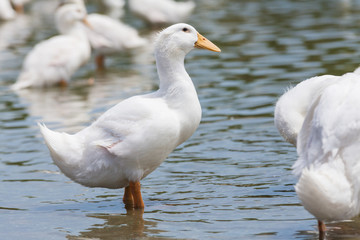 Fototapeta premium Real white duck in a farm with pond