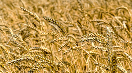 Farm ripe yellow wheat field ready for harvest. Beautiful autumn