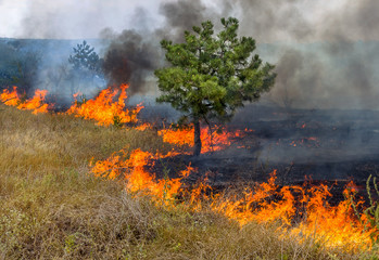 Forest fires and wind dry completely destroy the forest and step
