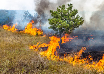  Severe drought. Forest fires in the dry wind completely destro