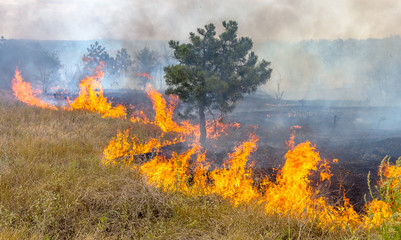  Severe drought. Forest fires in the dry wind completely destro