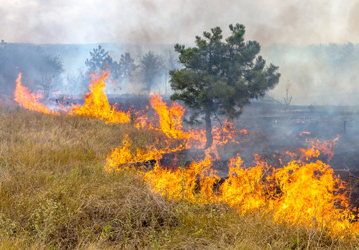  Severe Drought. Forest Fires In The Dry Wind Completely Destro