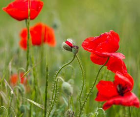 Fototapeta na wymiar Blooming flowers and flower buds of red poppy on background mead
