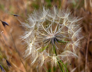 Beautiful flowers of a dandelion seeds flying let the wind