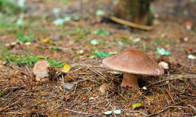 amanita rubescens