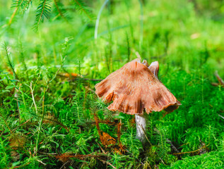 Cortinarius caperatus