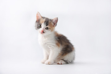 Little kitten isolated on white background. Tabby cat baby