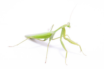 Green mantis isolated on a white background 