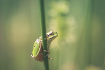Obraz premium Laubfrosch - Seitenansicht