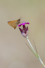 Fototapeta premium Dickkopffalter auf einer Kartäusernelke - Makroaufnahme