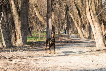 Naklejka premium Doberman a walk