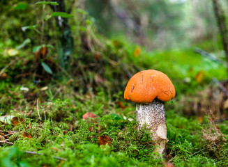 Leccinum aurantiacum