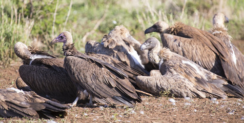 Vultures sitting on ground after eating ready to fly