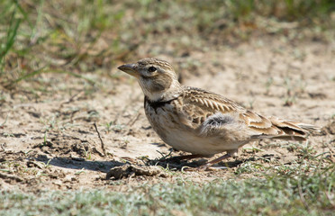 Calandra lark (Melanocorypha calandra) on the meadow
