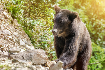 Close up shot of wild big male brown bear