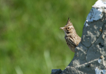 Crested lark (Galerida cristata) on the stone
