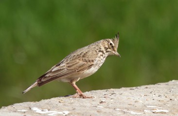 Crested lark (Galerida cristata) on the stone