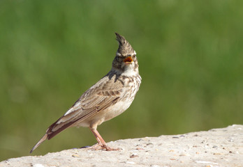 Obraz premium Crested lark (Galerida cristata) on the stone